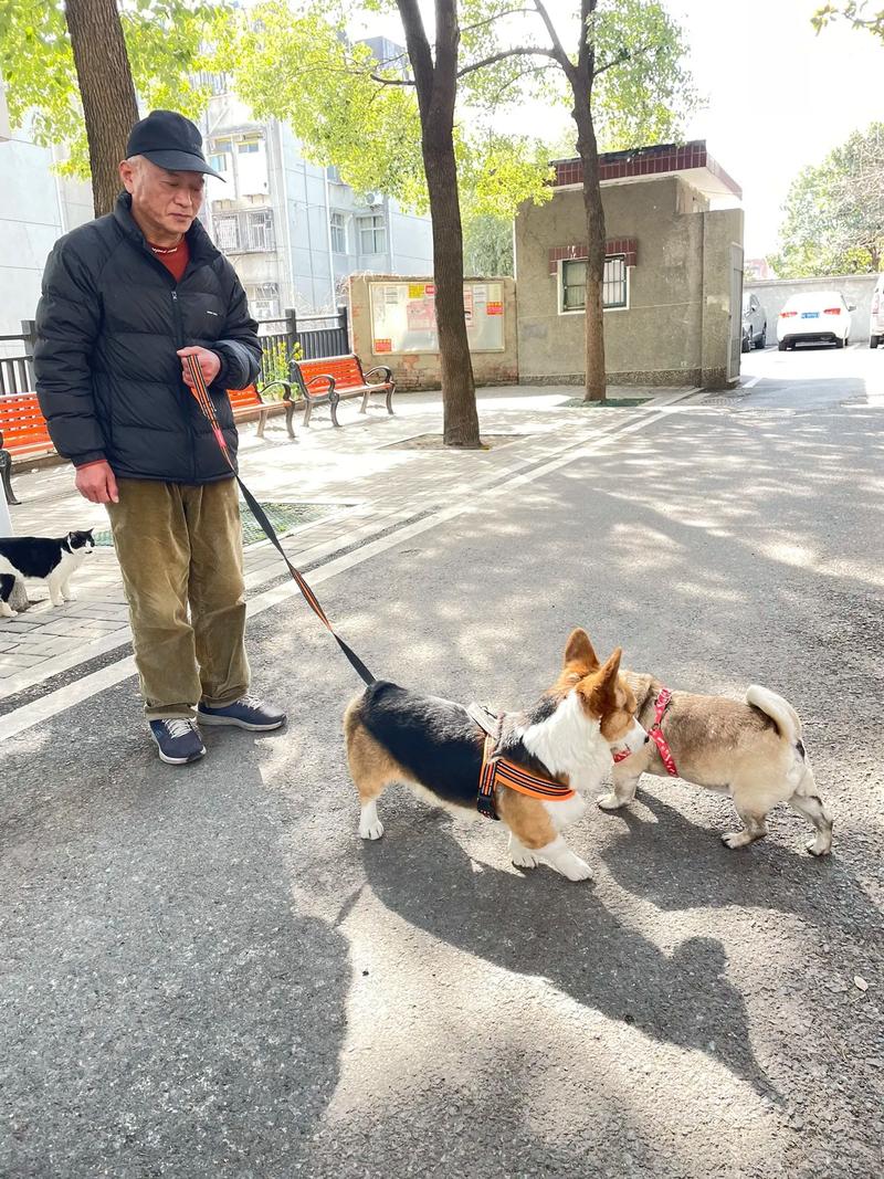 小区步道主人牵短绳带柯基路过路人的实拍