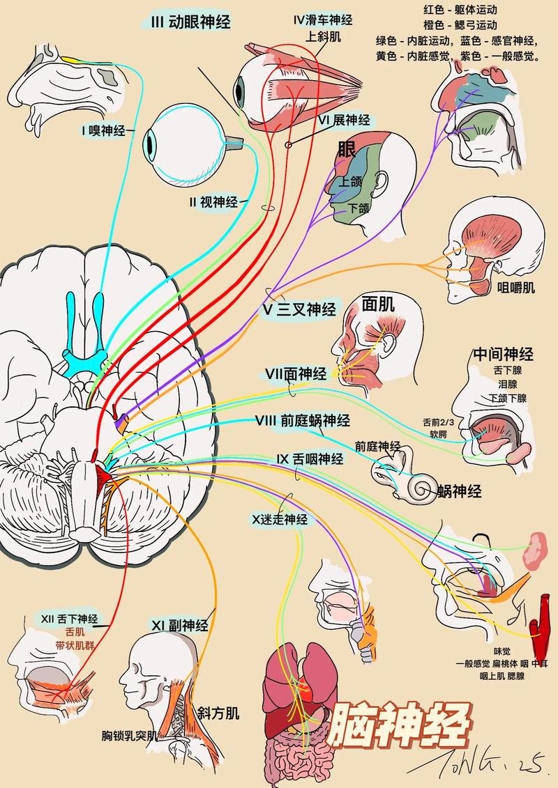 儿童神经系统充电状态对比示意图