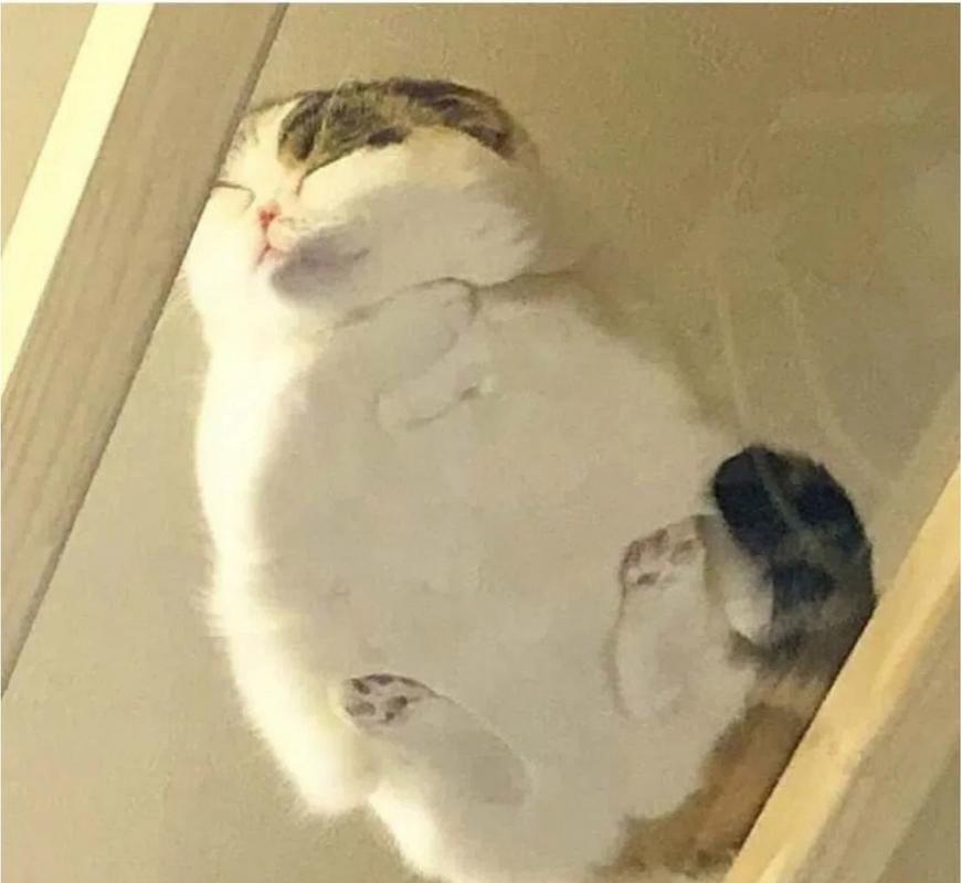 猫咪好奇地看着从桌上掉落的物体