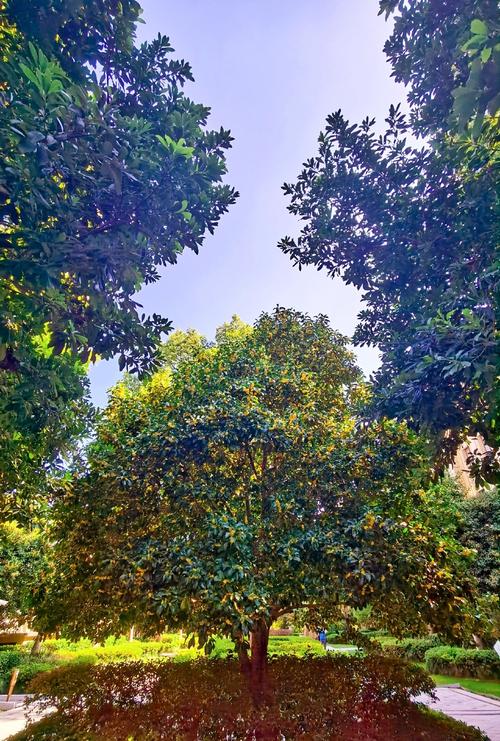 桂花树下的哲学：摇树的人，接花的人