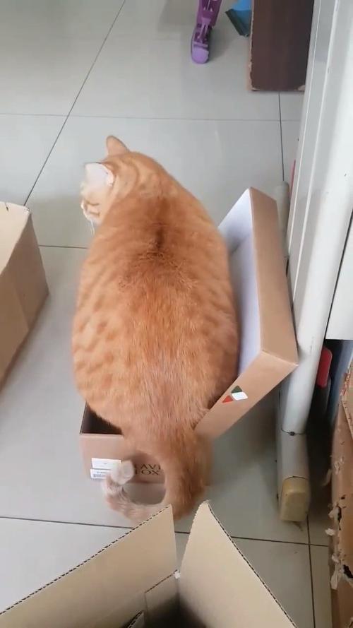 橘猫挤进超小鞋盒卡住屁股搞笑瞬间