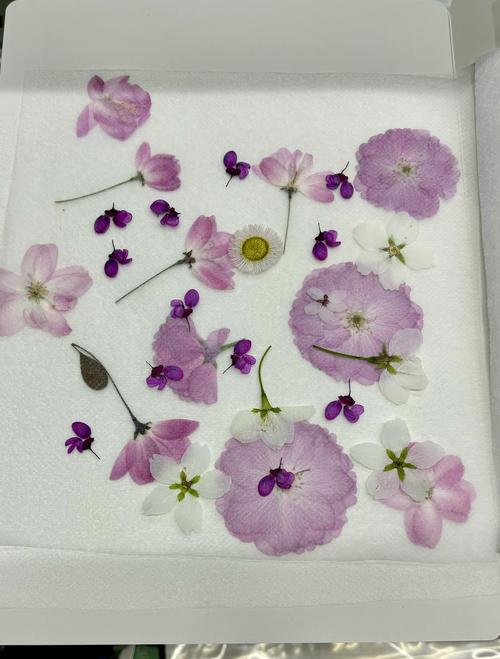 硅胶干燥剂保存干花步骤特写