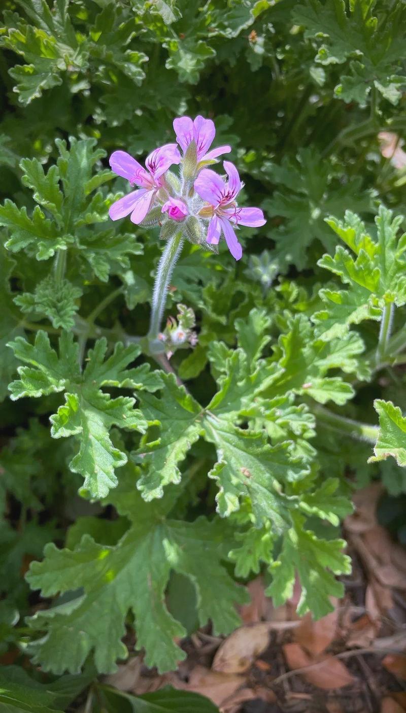 香叶天竺葵防虫绿植叶片特写