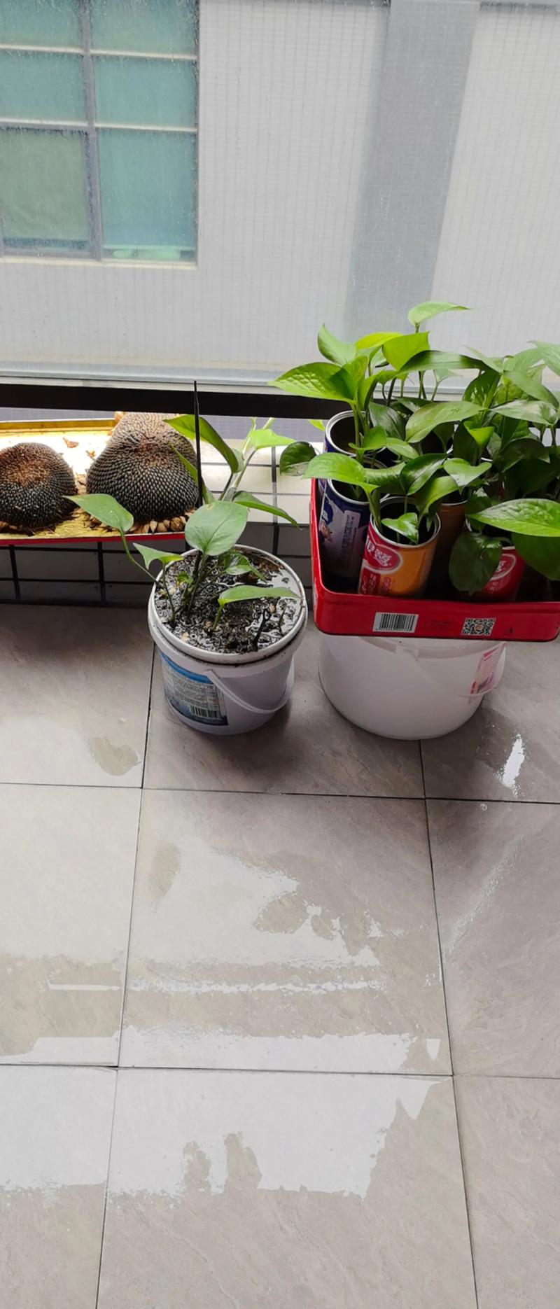 家用绿植掂盆测干湿实拍