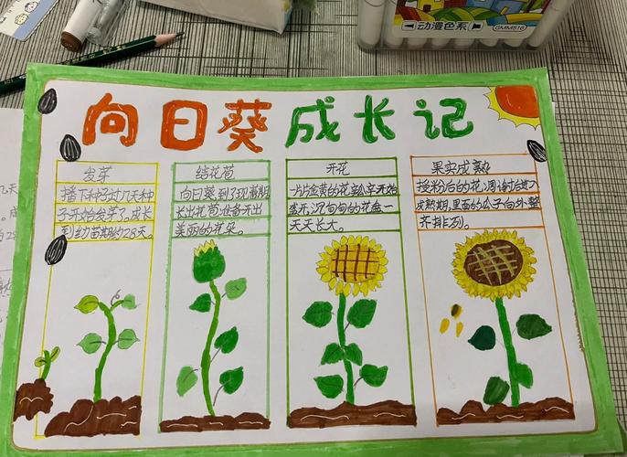 初中生阳台手绘植物生长曲线 实拍