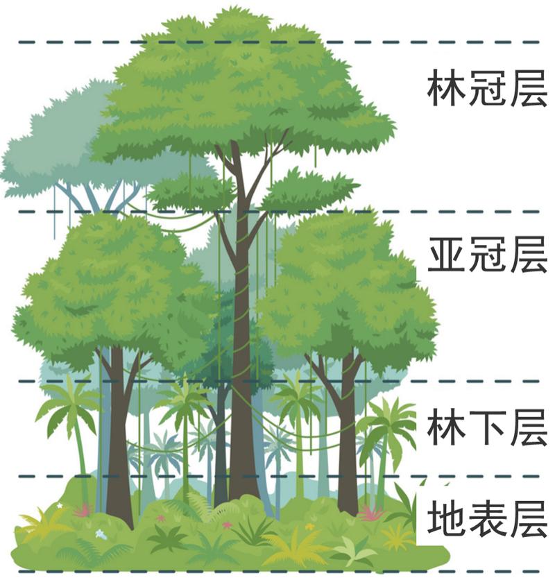 丛林:一片被误读的立体都市-因为所以