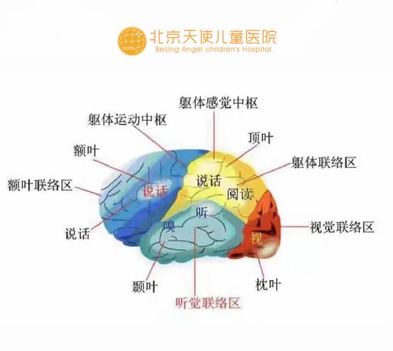 语言爆发期儿童大脑神经元连接示意图
