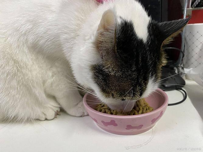 错误换粮后猫咪软便弄脏猫砂盆场景