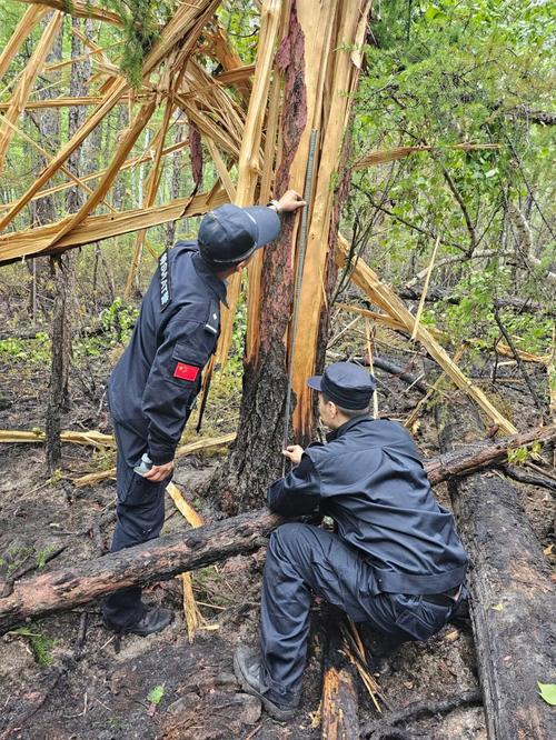 山林火灾后森林保险查勘定损现场