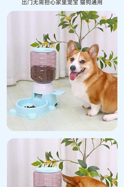 贪吃柯基扒自动喂食器日常场景