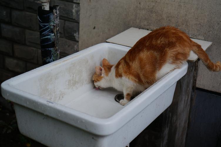 橘猫趴在卫生间地漏旁喝水实拍