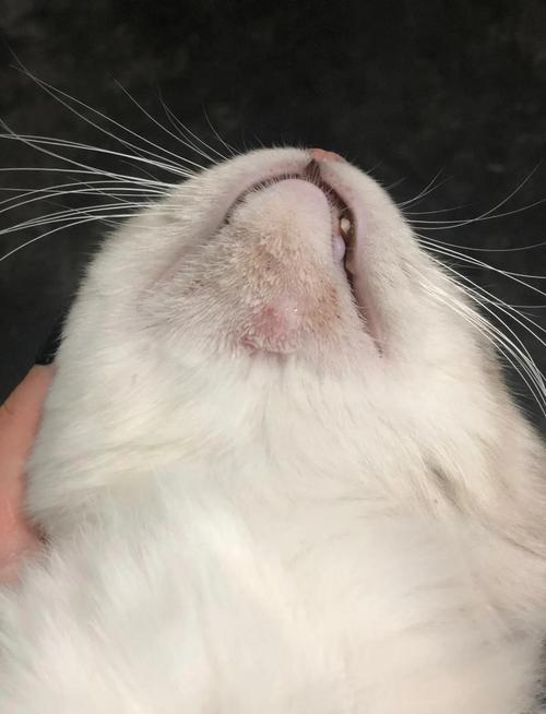 猫咪轻度黑下巴症状实拍图