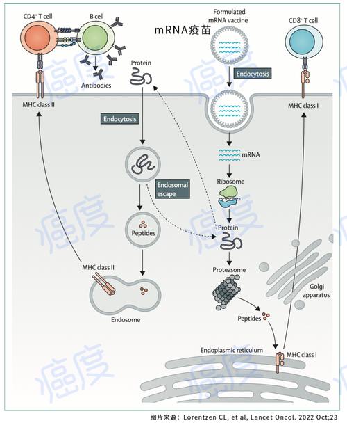 mRNA癌症疫苗个性化治疗流程示意图