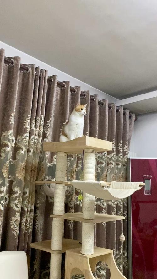 胖橘猫趴在高猫爬架顶端晒太阳