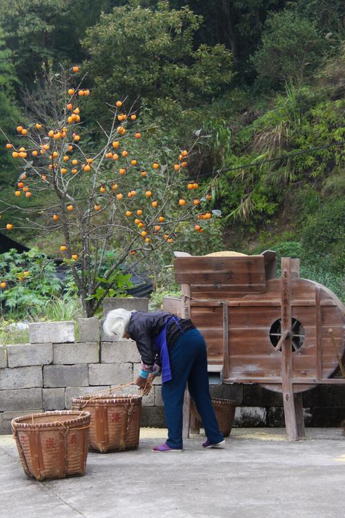 南漳当地居民在橘林边整理刚采摘柑橘的竹编筐
