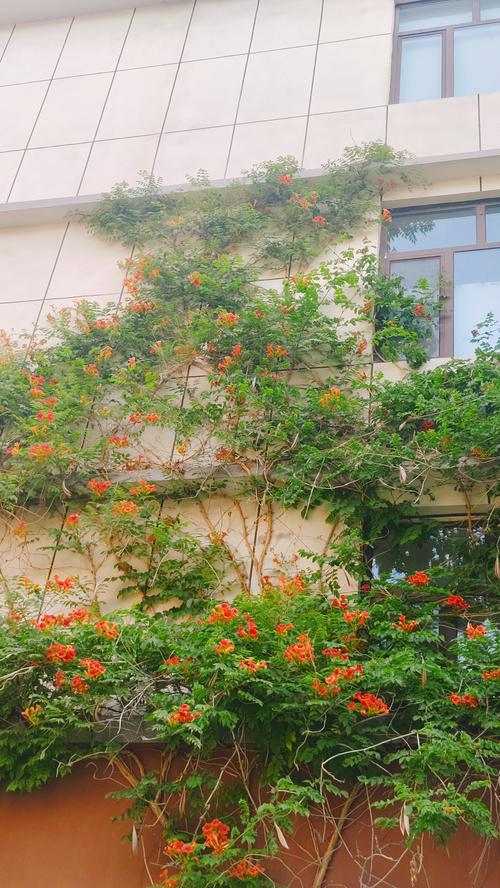 小学生拍的路边爬墙凌霄花配手写观察短句的作业照片