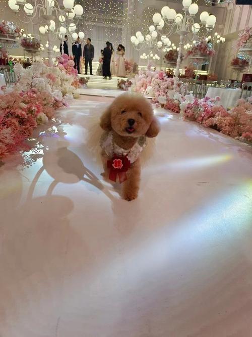 婚礼上小狗背着戒指盒跑向新人的有趣画面