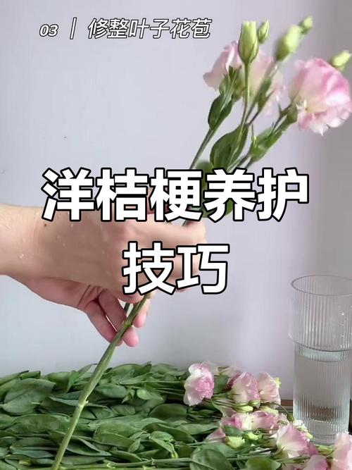 正确修剪洋桔梗茎秆和去叶的步骤特写