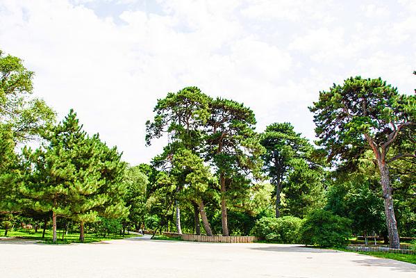 北陵松林光影
