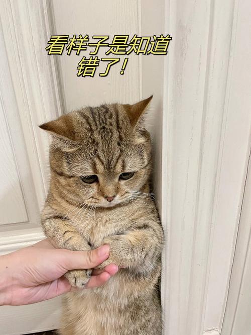 三岁宝宝指着猫咪否认自己犯错场景图