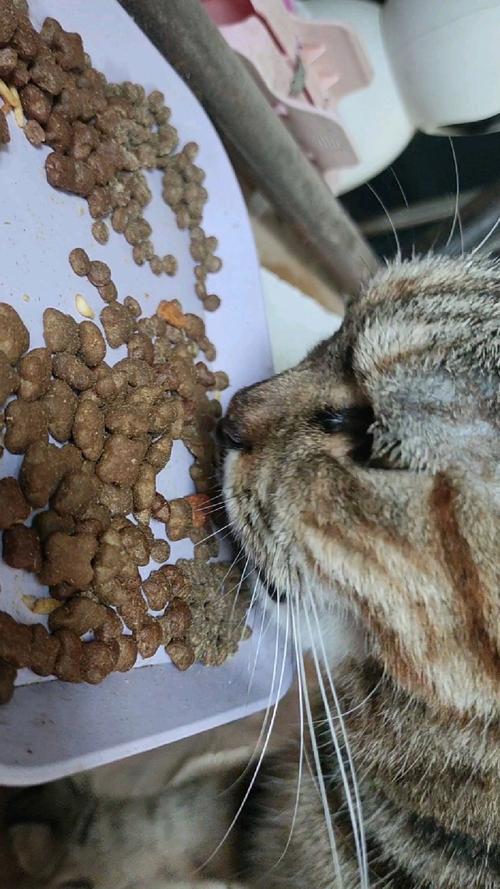 正向宠物护食训练手持冻干操作实拍