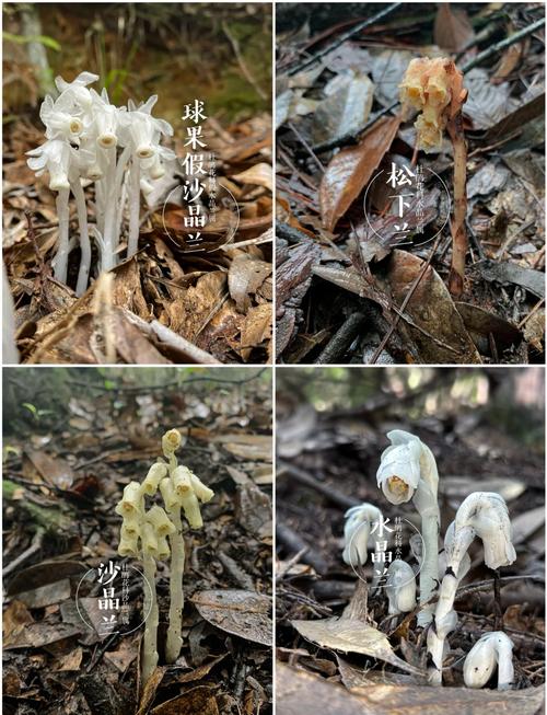 阴暗森林里腐烂树根上长出半透明的水晶兰
