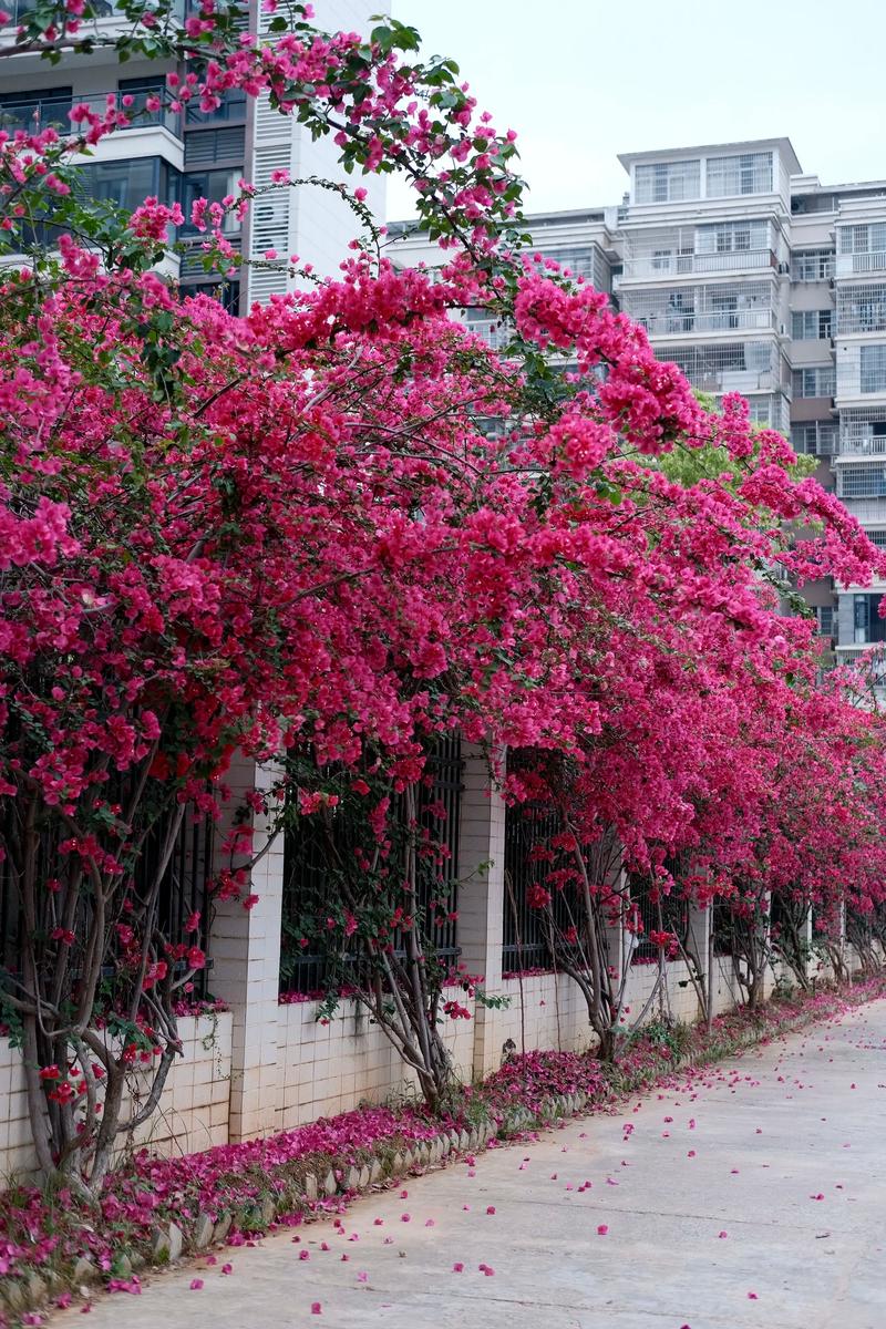 鹿回头路三角梅墙
