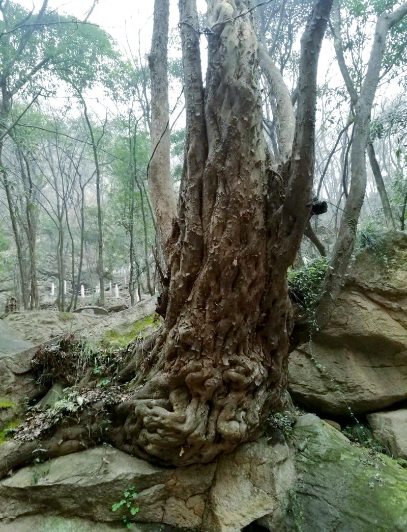 安徽泾县山地天然青檀林