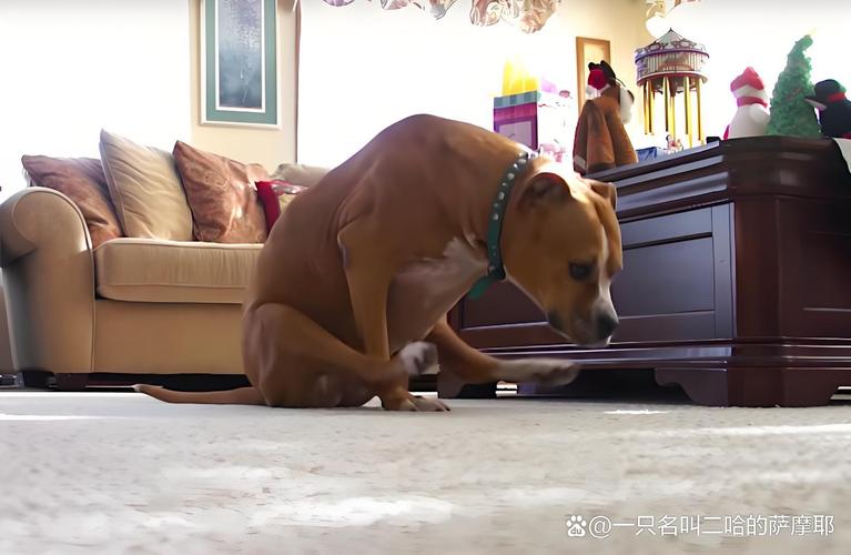 泰迪犬坐地蹭屁股的尴尬表情包