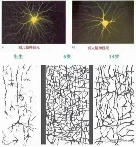 婴儿大脑神经元突触发育高峰期示意图