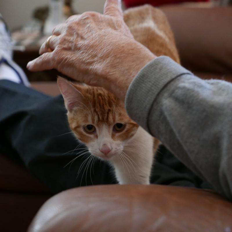 猫咪蹭主人手腕互动实拍