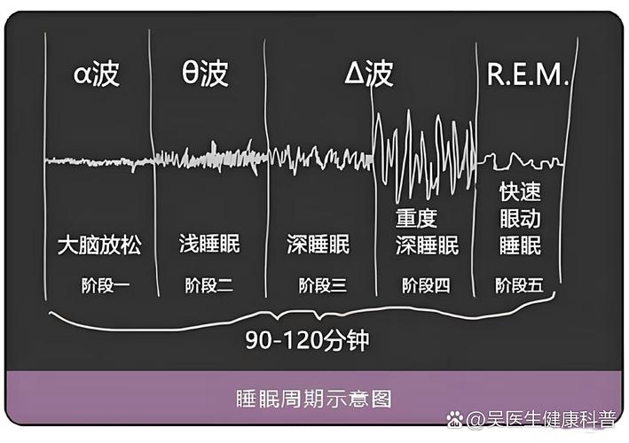 人类睡眠周期速波睡眠与快速眼动睡眠阶段图