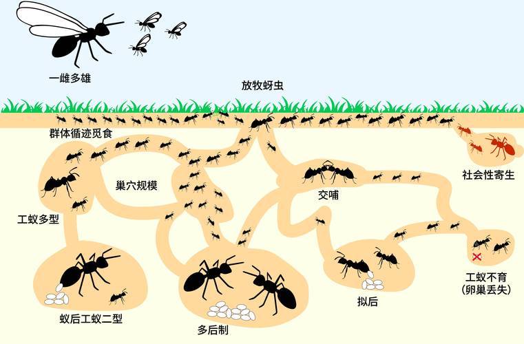 群体智能技术：从蚂蚁搬家到AI大模型，被低估的下一代技术革命