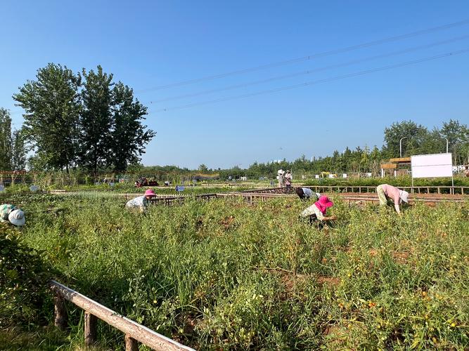 重工企业厂区工人共享小菜园