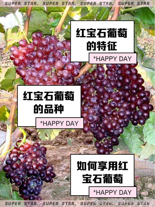 日本罗马红宝石葡萄与巨峰葡萄大小对比