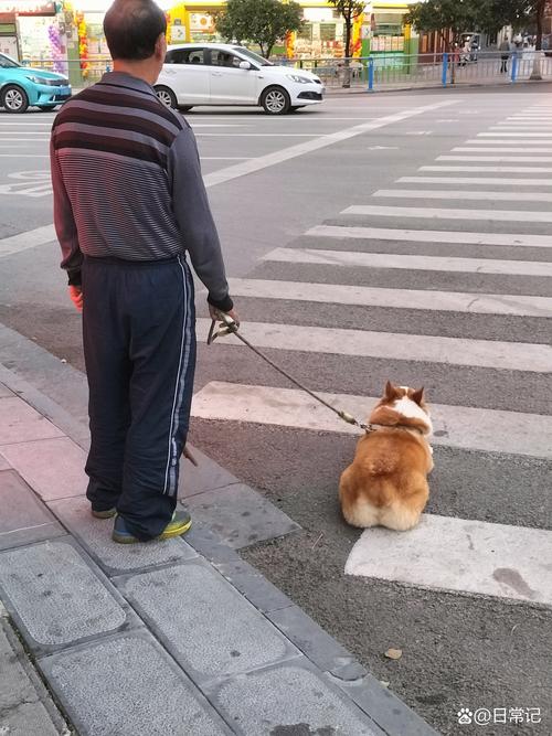 宠物主人牵绳站在路边等待狗狗嗅闻