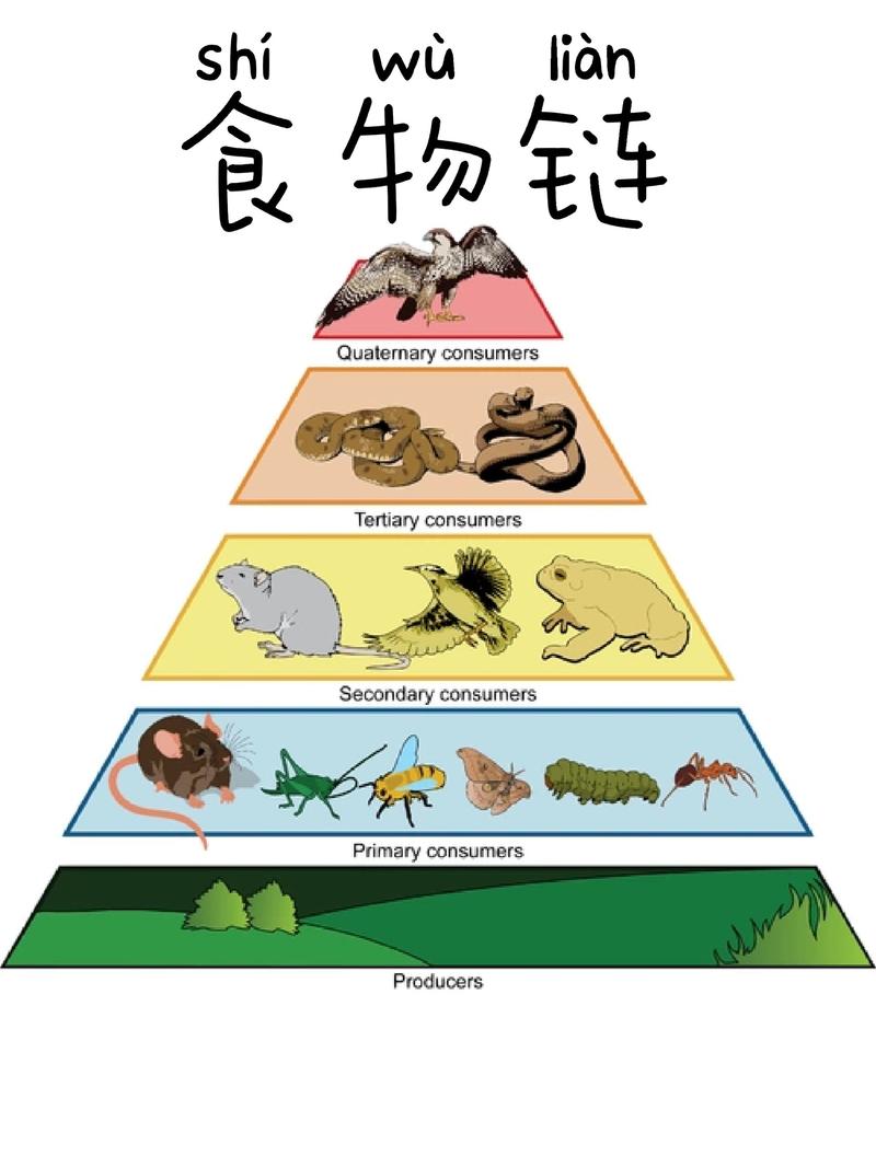 四、真实世界里的食物链,比剧本还离谱