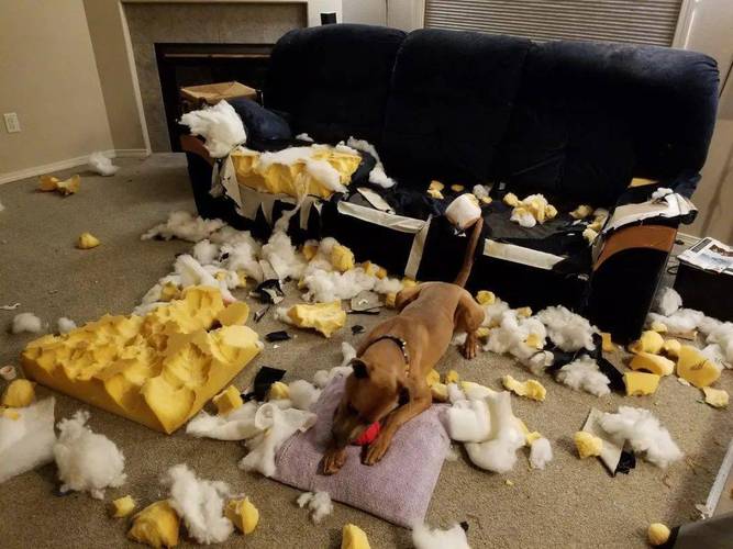 各种萌宠的搞笑怪癖合集，狗狗拱沙发，兔子刨镜子