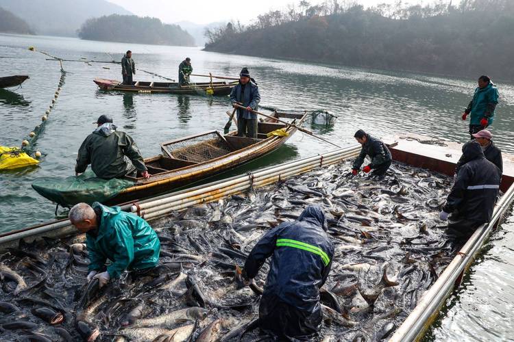 湖北南漳鱼泉河春季涌鱼现场