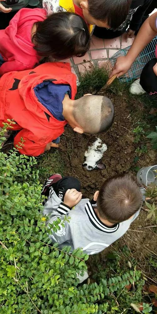 小学班级学生在操场角落埋葬死去宠物的活动场景