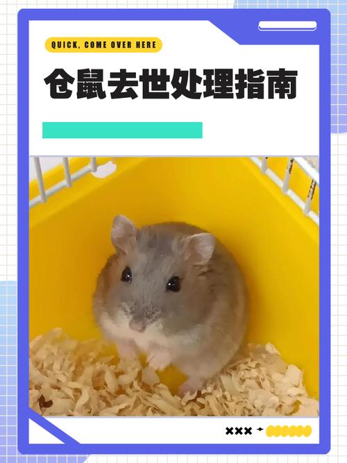 学校生命教育孩子埋葬仓鼠