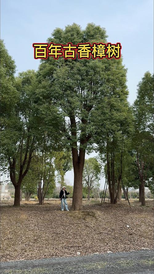 工厂院内建厂时种植的成年香樟树