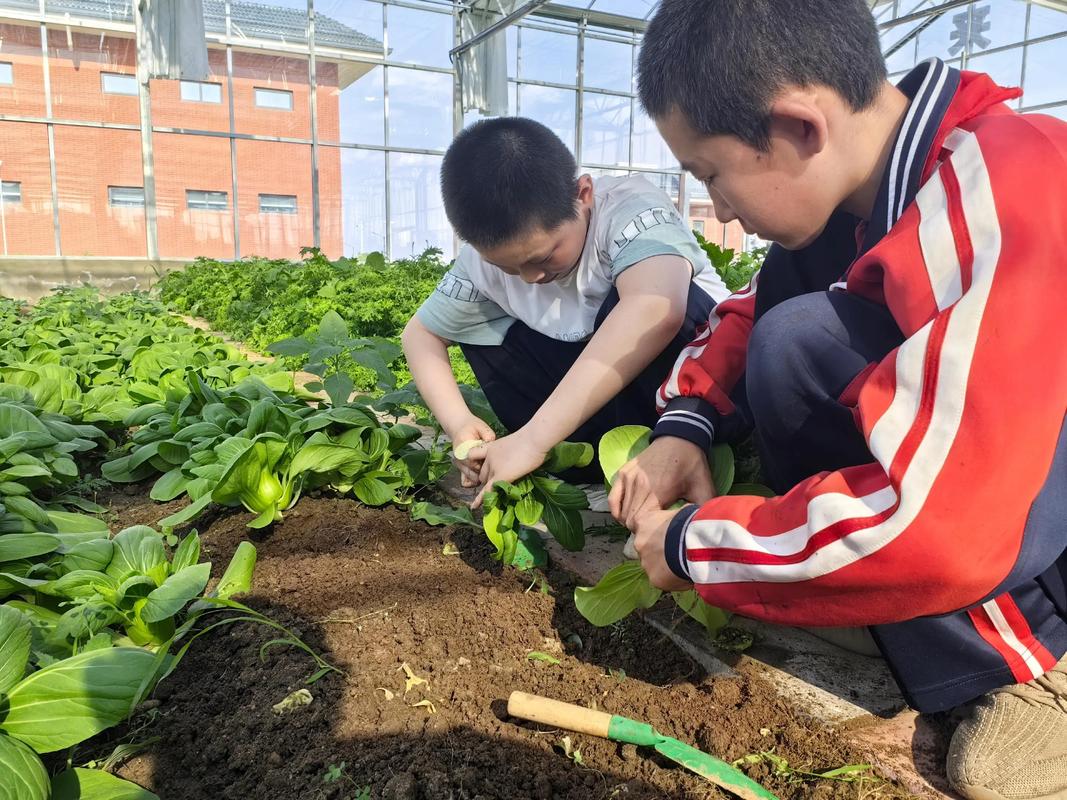 幼儿园老师带领孩子们在菜园种植蔬菜