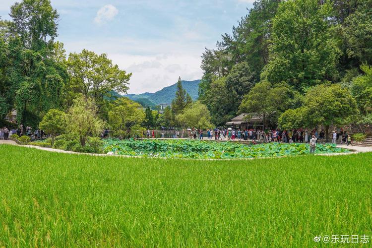 韶山冲伟人故居前夏日荷塘