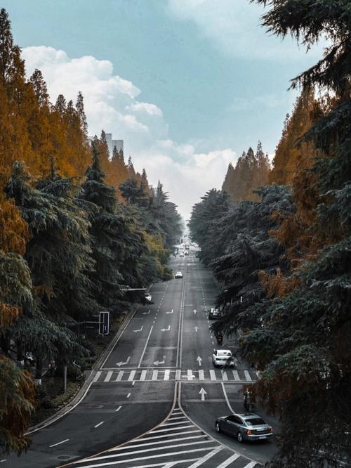 南京钟山风景名胜区雪松林间步道