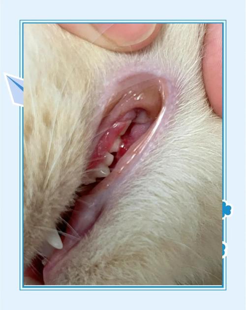 猫咪口腔牙龈问题临床检查图