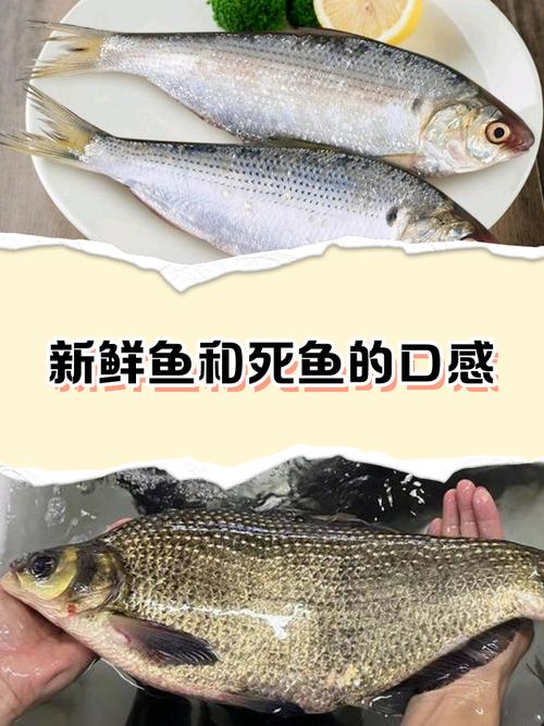 新鲜 vs 不新鲜海鱼鱼鳃对比实拍