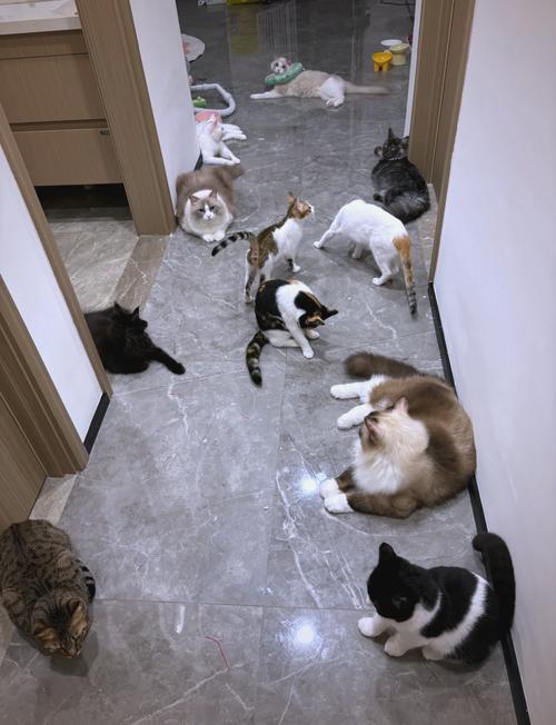 多猫家庭公猫标记地盘行为实拍