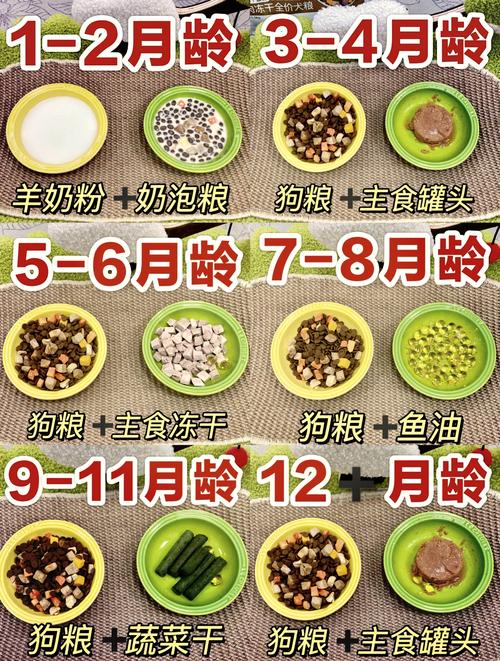 狗狗慢食碗进食对比 宠物喂养