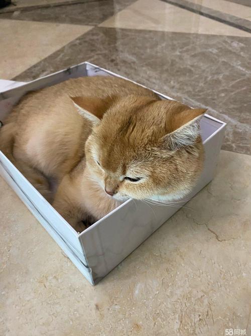 橘猫蜷在纸质鞋盒里睡觉场景